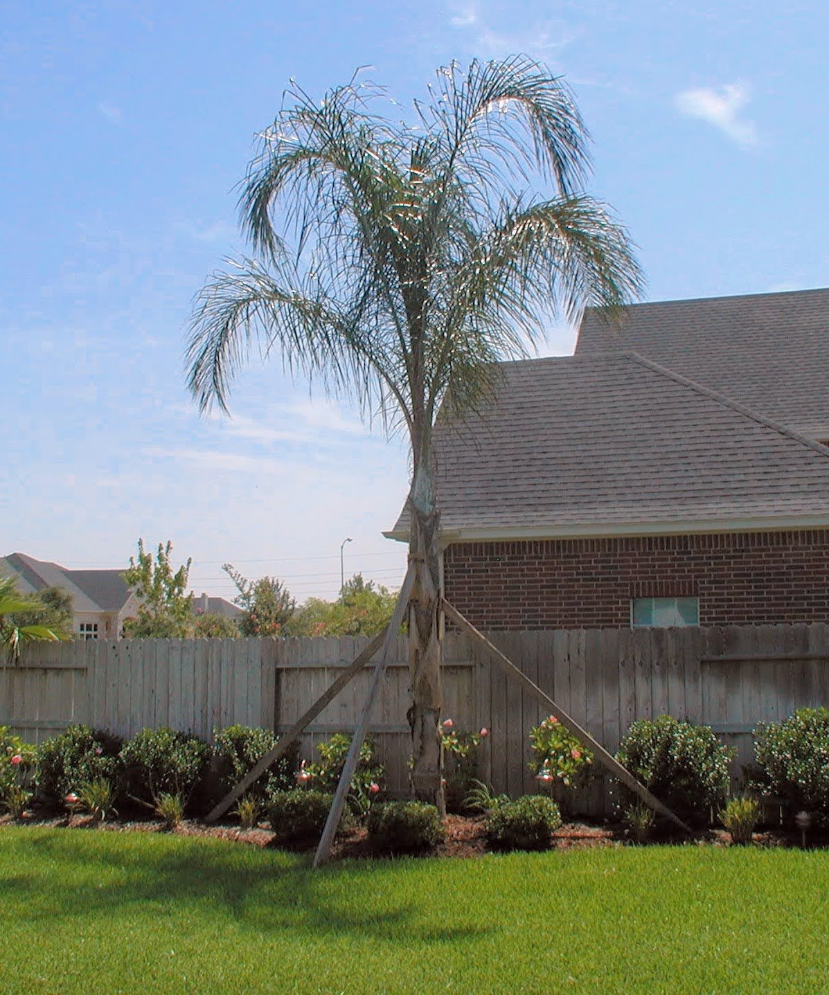 Palm tree and landscaping installation Houston TX